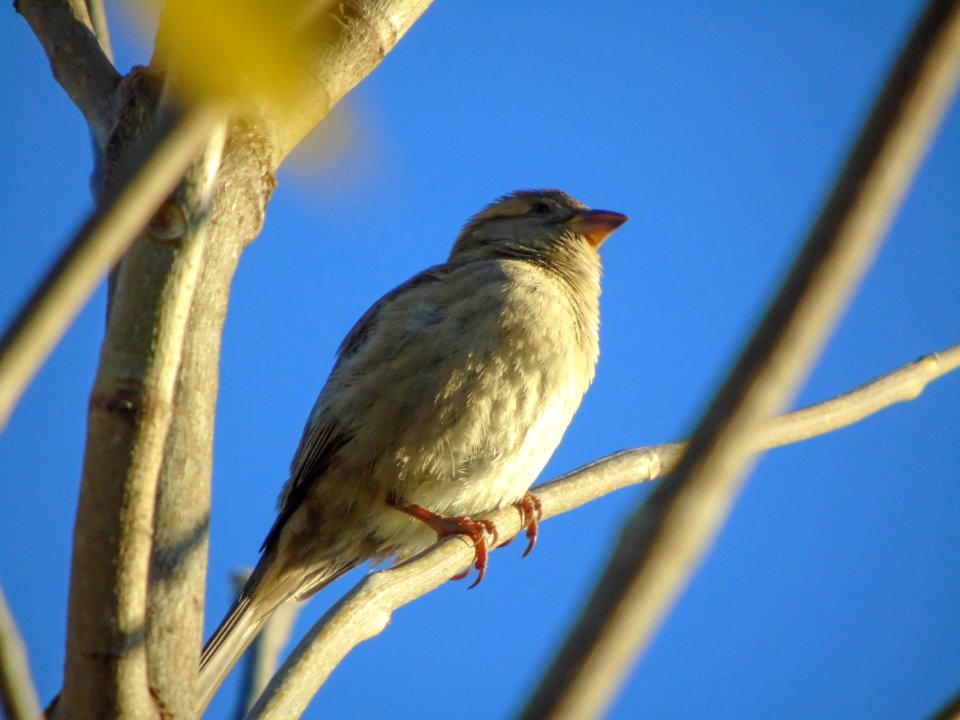 Passer domesticus