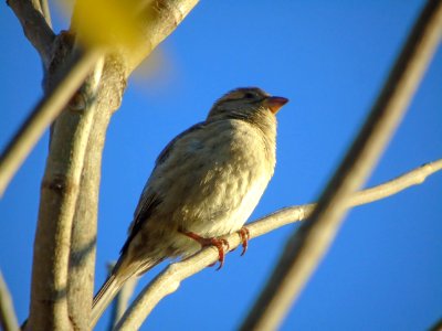 Passer domesticus