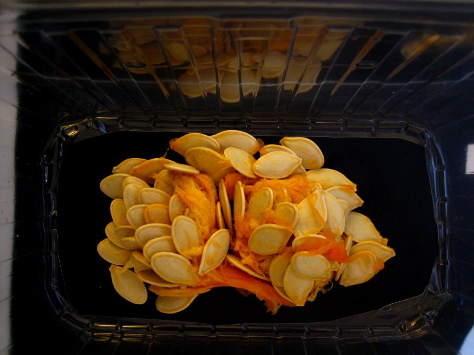 Many pumpkin seeds - macro, no flash, plastic box stabilized #2