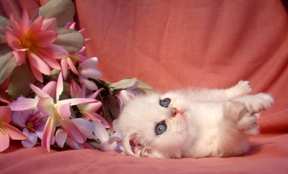 Mys enjoy beautiful