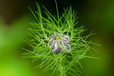Bloom green prickly