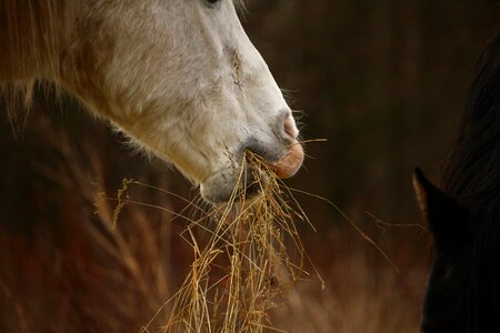 Hay thoroughbred arabian pasture photo