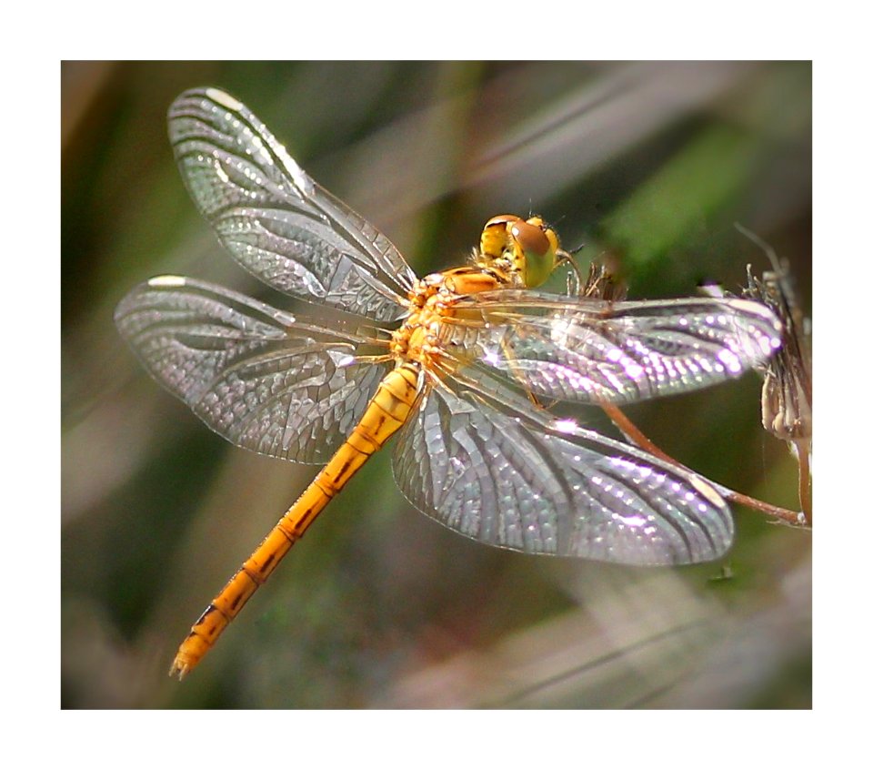 Libélula dorada, Sympetrium foscolombii