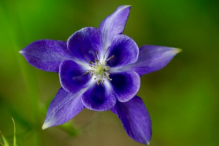Bloom purple blue photo