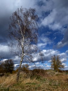 A birch