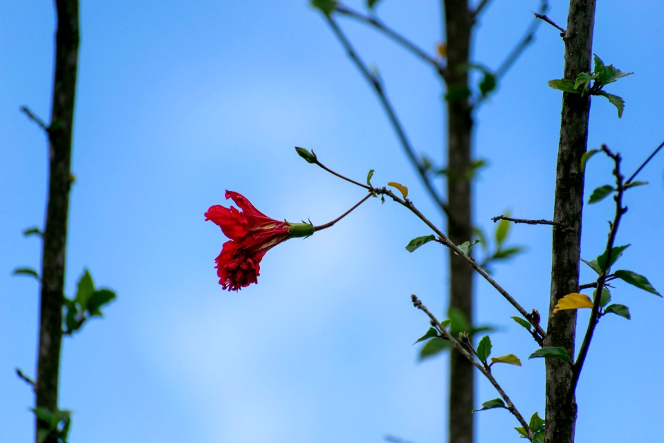 plantas serranía del perijá