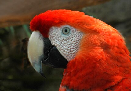 Tropical colorful beak photo