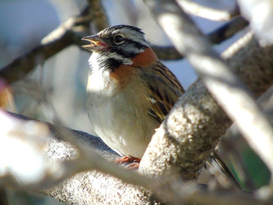 Zonotrichia capensis
