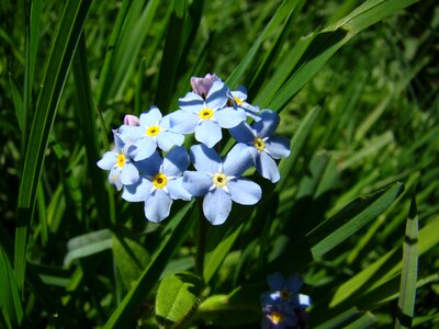 Forget me not summer plant photo