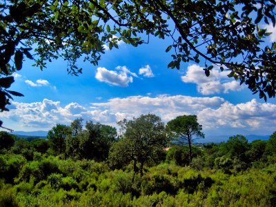 Bosc a Caldes de Malavella