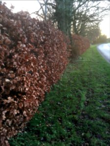 Beech hedge