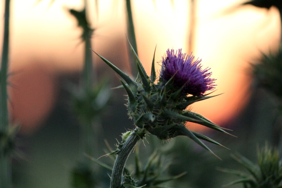 Plant nature summer
