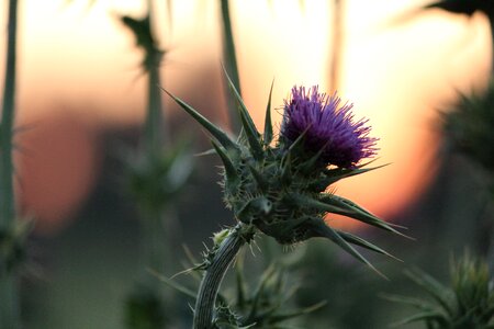Plant nature summer