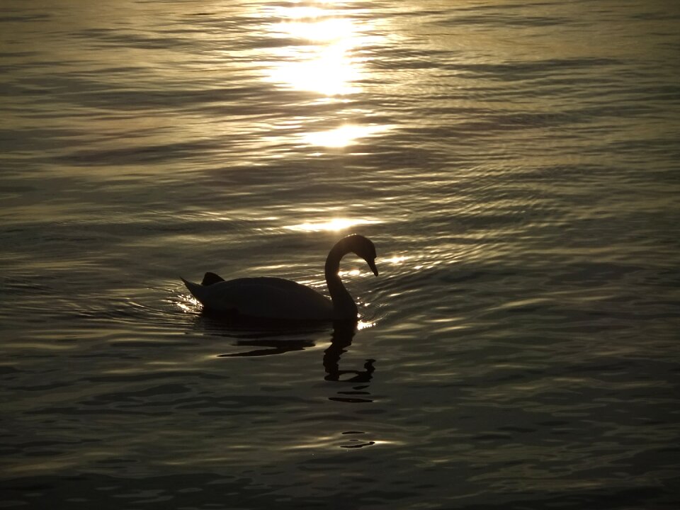 Bird nature sunset
