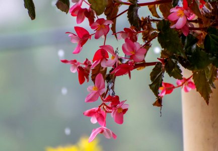 plantas serranía del perijá