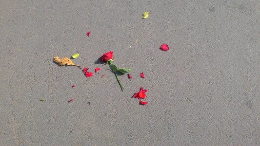 Broken heart spreaded petals rose petals photo