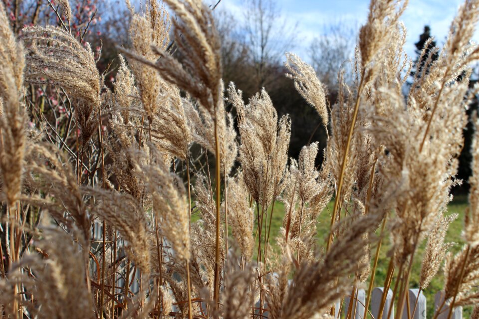 Grasses meadow plant