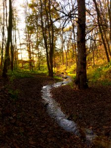 A superb strip of forest in Prague photo