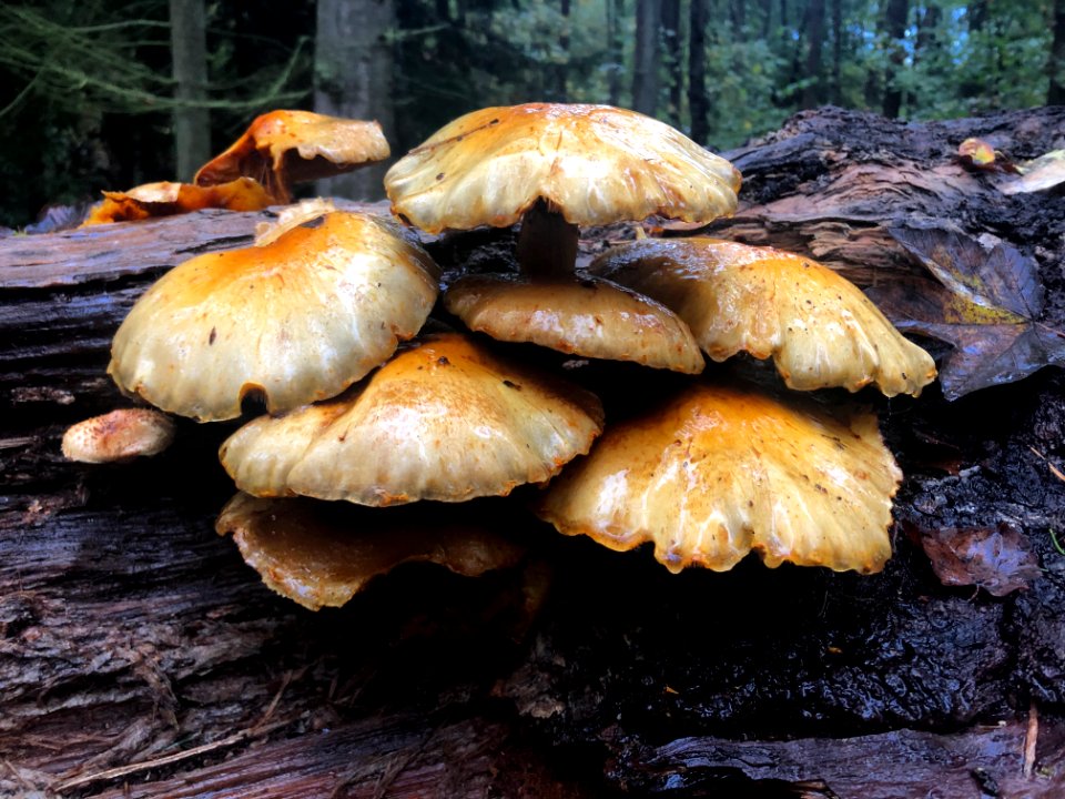 Mushrooms. Not edible, unfortunately.