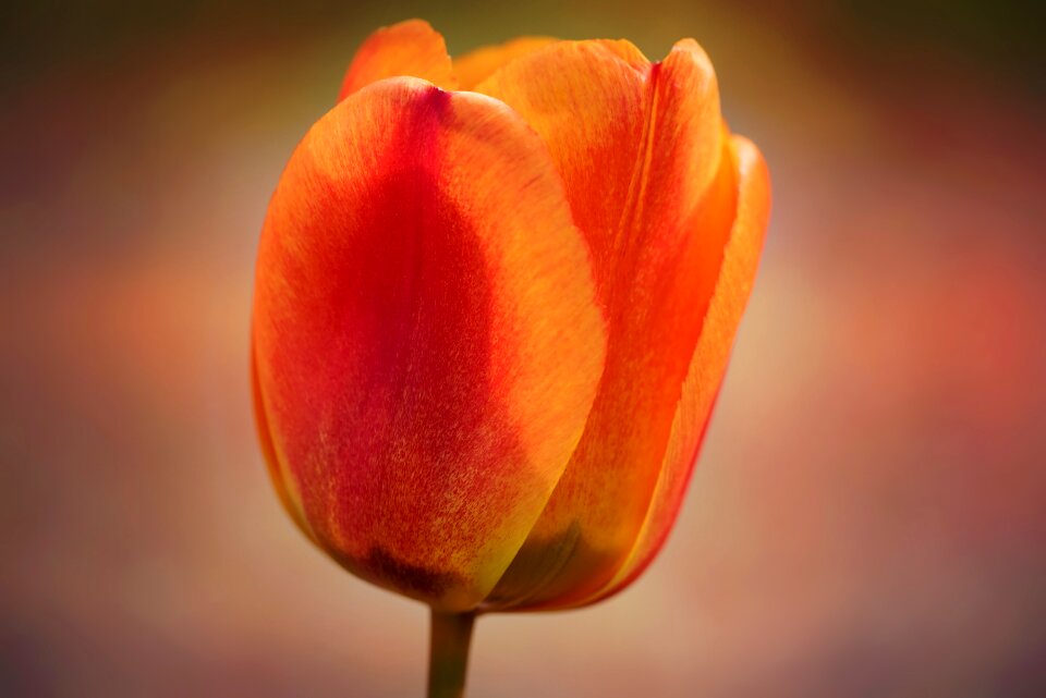 Bloom orange red spring flower