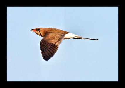 In flight photo