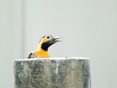Colaptes campestris