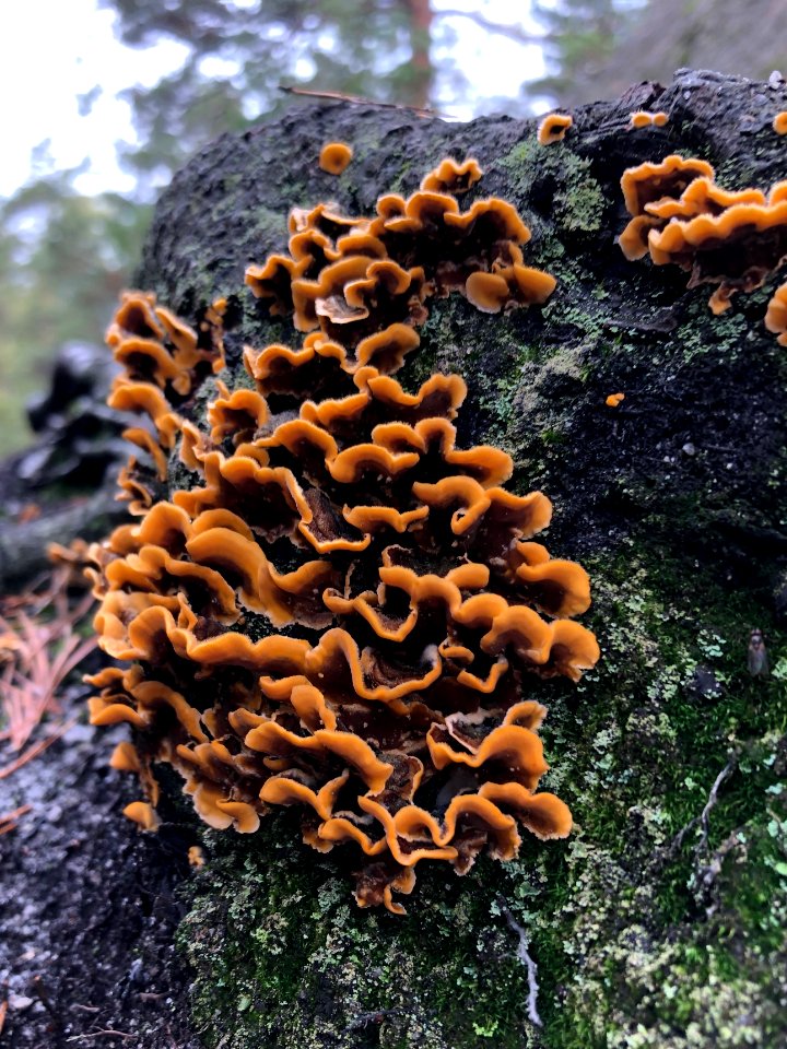 Some kinds of polyporuses