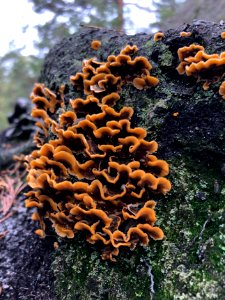 Some kinds of polyporuses