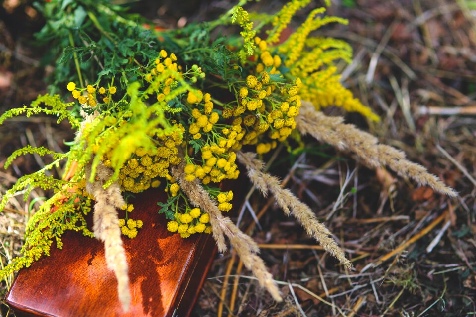 Plants wildflowers natural