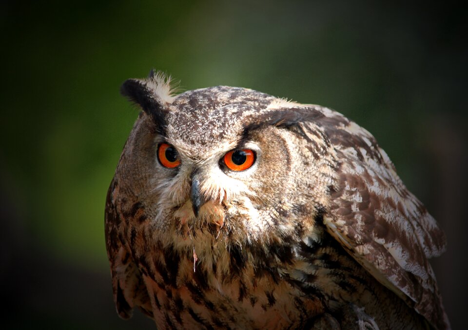 Bird plumage lighted eyes