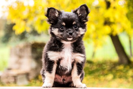 Puppies cute chihuahua puppy