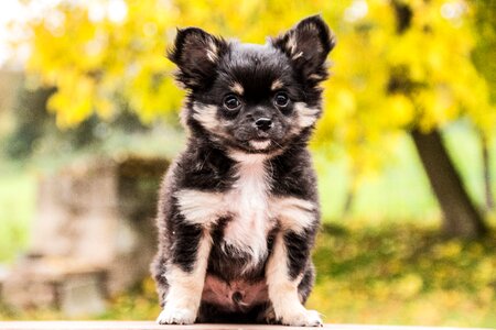 Puppies cute chihuahua puppy photo