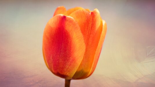 Bloom orange red spring flower