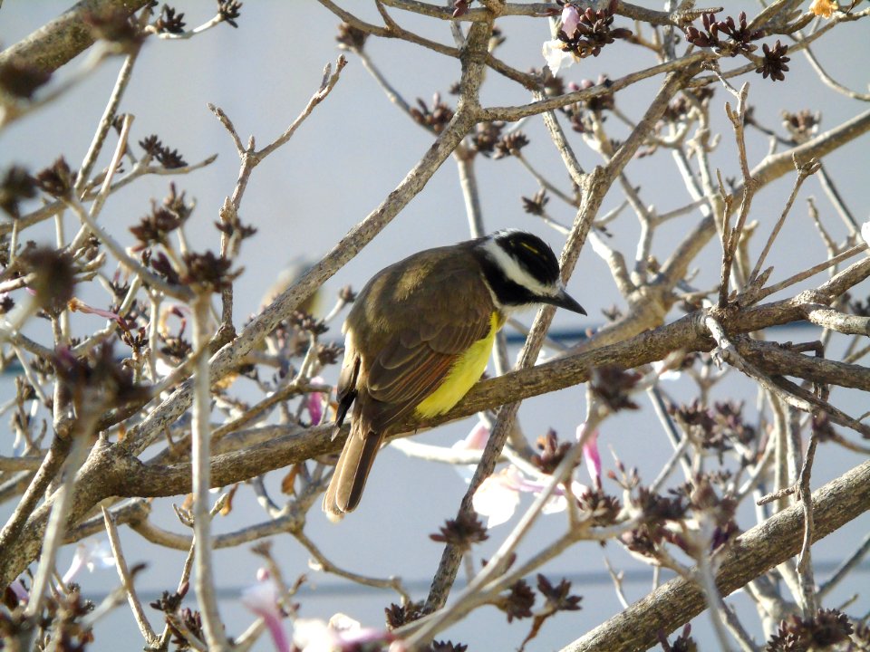 Pitangus sulphuratus