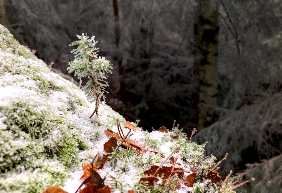 A little spruce in moss