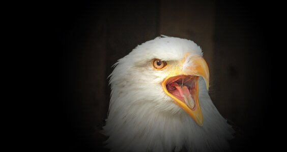 Bird of prey falconry raptor