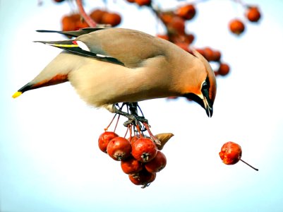 Waxwing