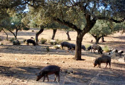 Porcs a Extremadura photo