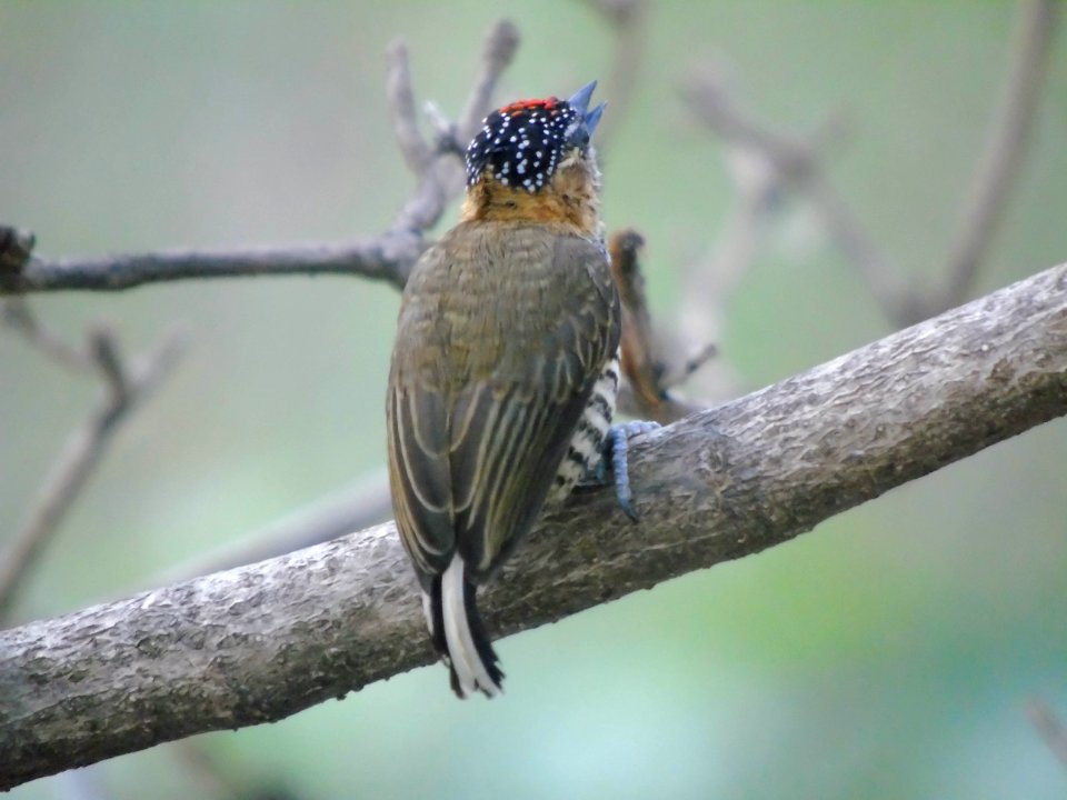 Picumnus temminckii