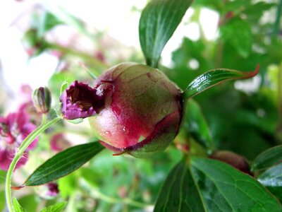 Garden plant nature