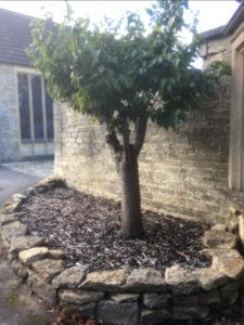 Tree in planter