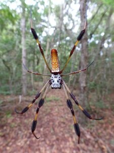 Female wildlife natural