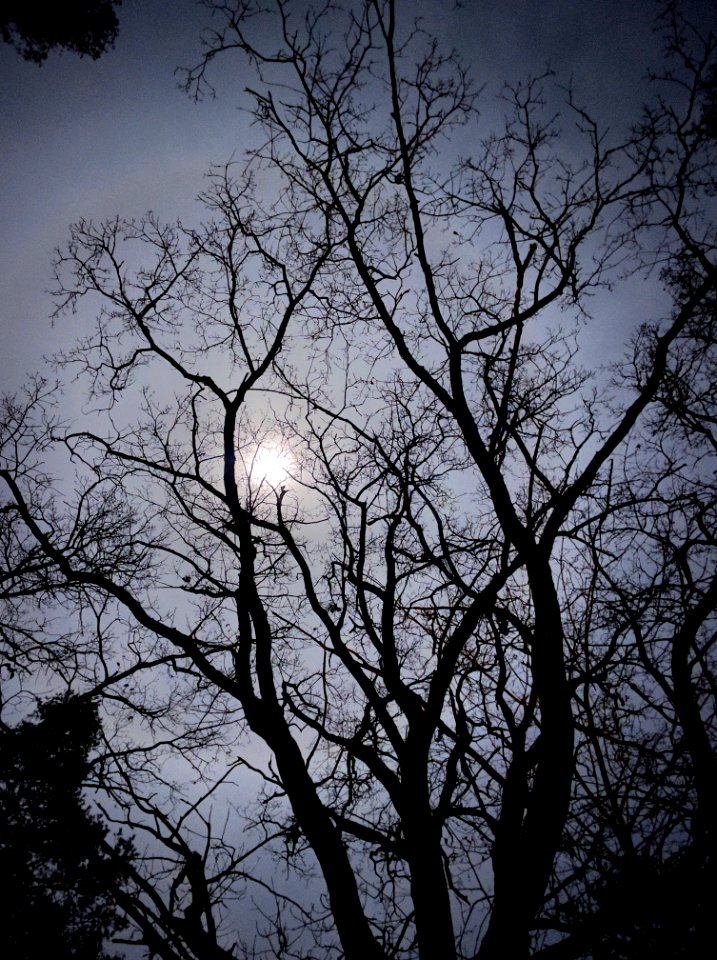 Looking up from the campfire