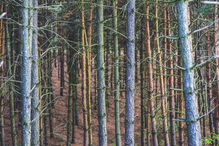 Old vintage pine