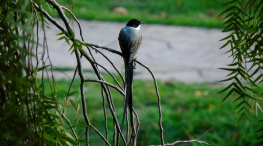 Tyrannus savana photo