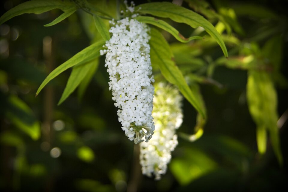Bouquet nature spring