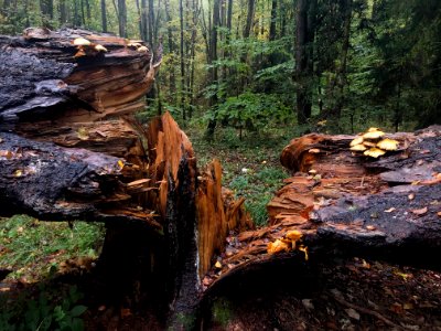 Dead tree. A lot of food for mushrooms.