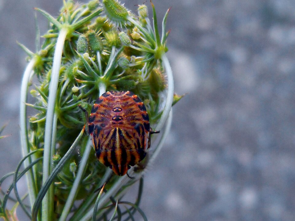Beetle orange macro
