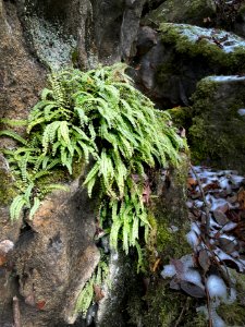 Fern patch photo