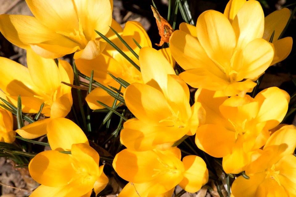 Crocus